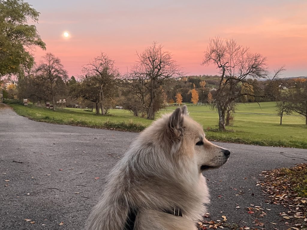 Gassirunde bei Sonnenuntergang – Gedanken beim Spazierengehen sortieren
